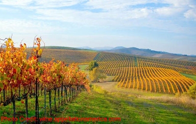 carneros vineyard 2010 Holiday