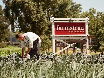 Farm-to-Table Manager Kipp Ramsey pulling Lacinato kale from Farmstead’s on-site garden