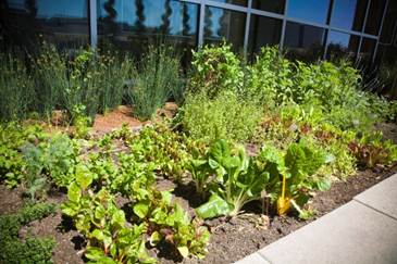  Chef Paul Piscopo’s herb garden on the fourth floor of The St. Regis San Francisco in downtown S.F.