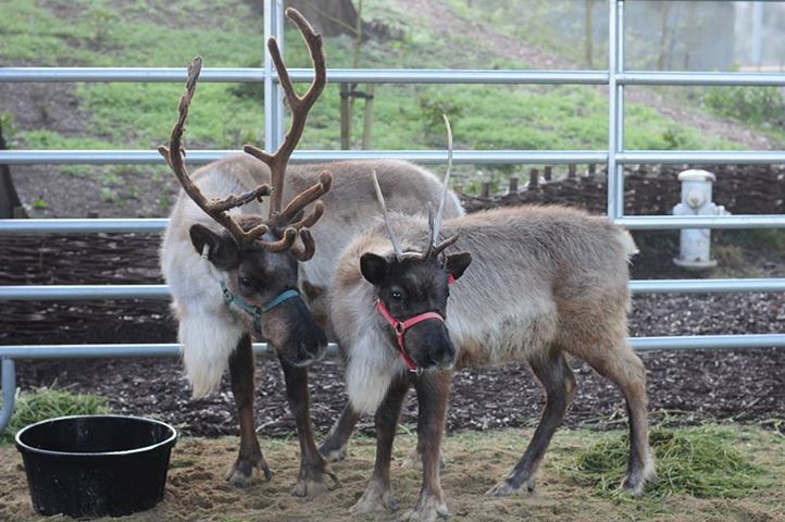 Live reindeer, Willow and Yukon, during Reindeer Rendezvous