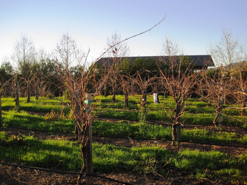 Stryker Sonoma Winery Uses Winter Grass to Prevent Erosion in the Vineyard