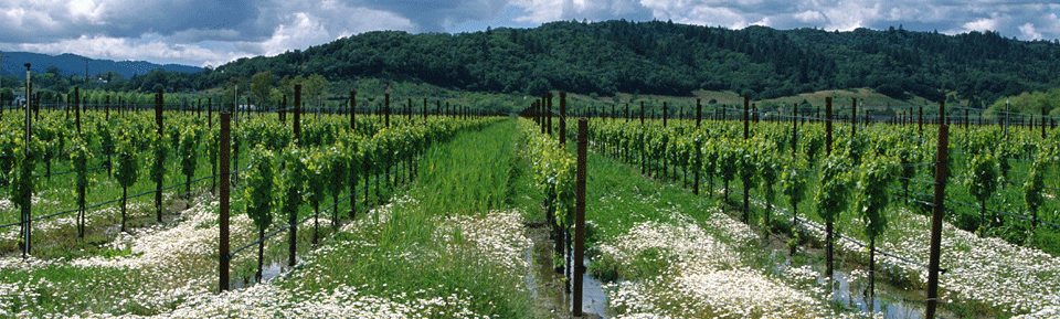 Vineyards Growing in Alexander Valley, photo from Alexander Valley Winegrowers