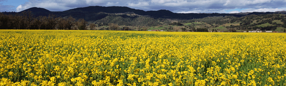 Mustard Blooming in Alexander Valley, photo from Alexander Valley Winegrowers