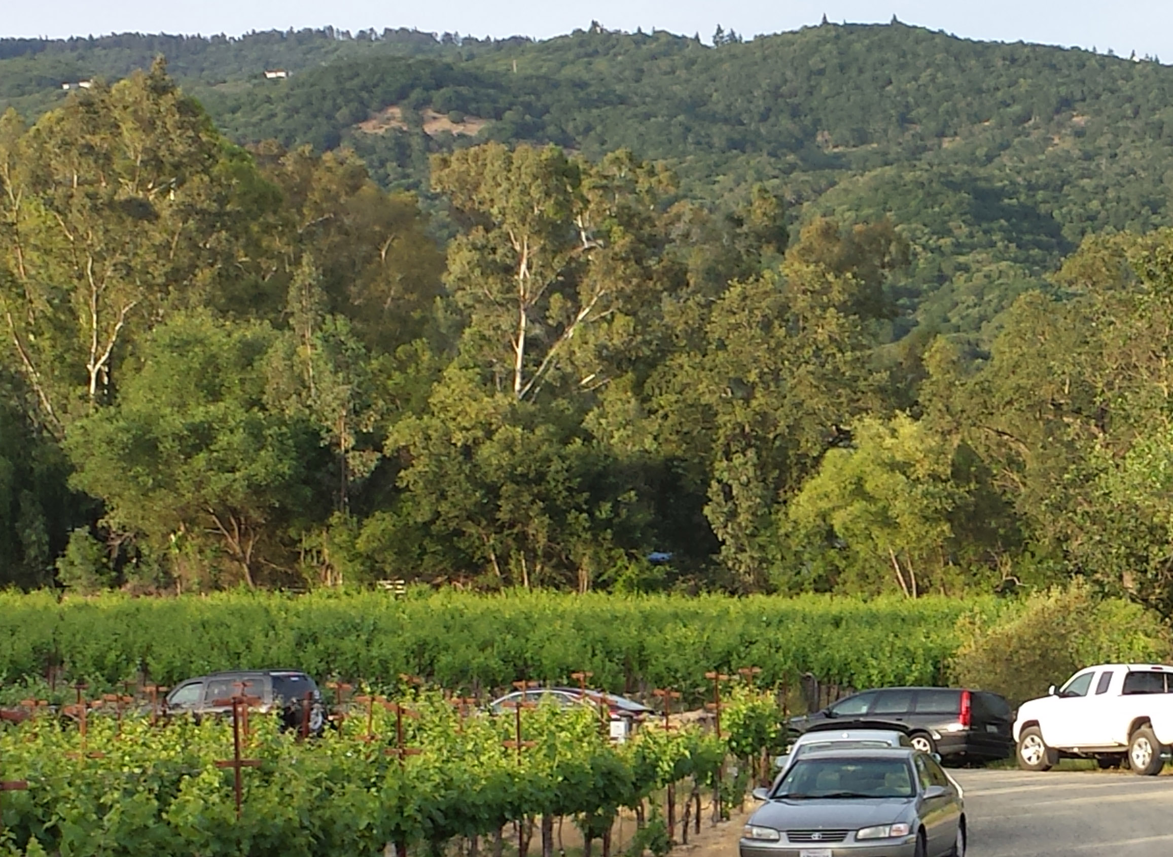 The View from the Front Porch at Little Vineyards