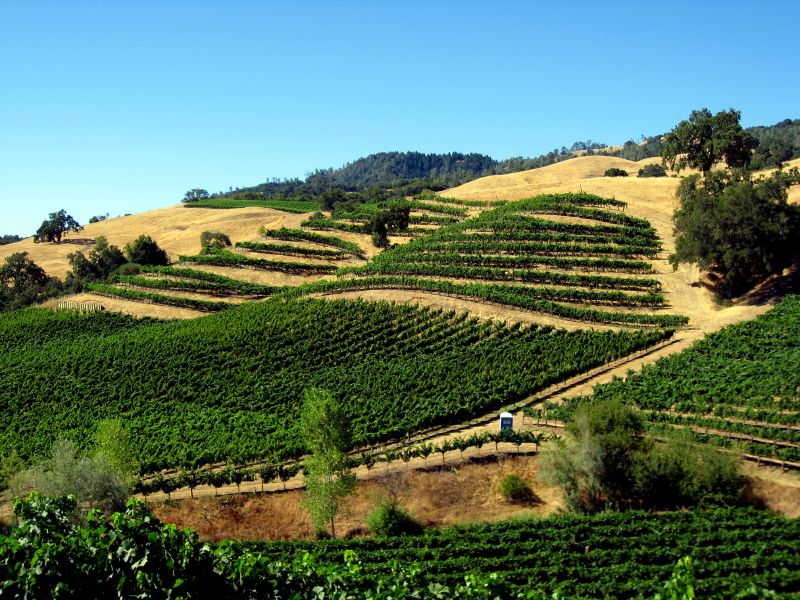 Wine Events in Sonoma County