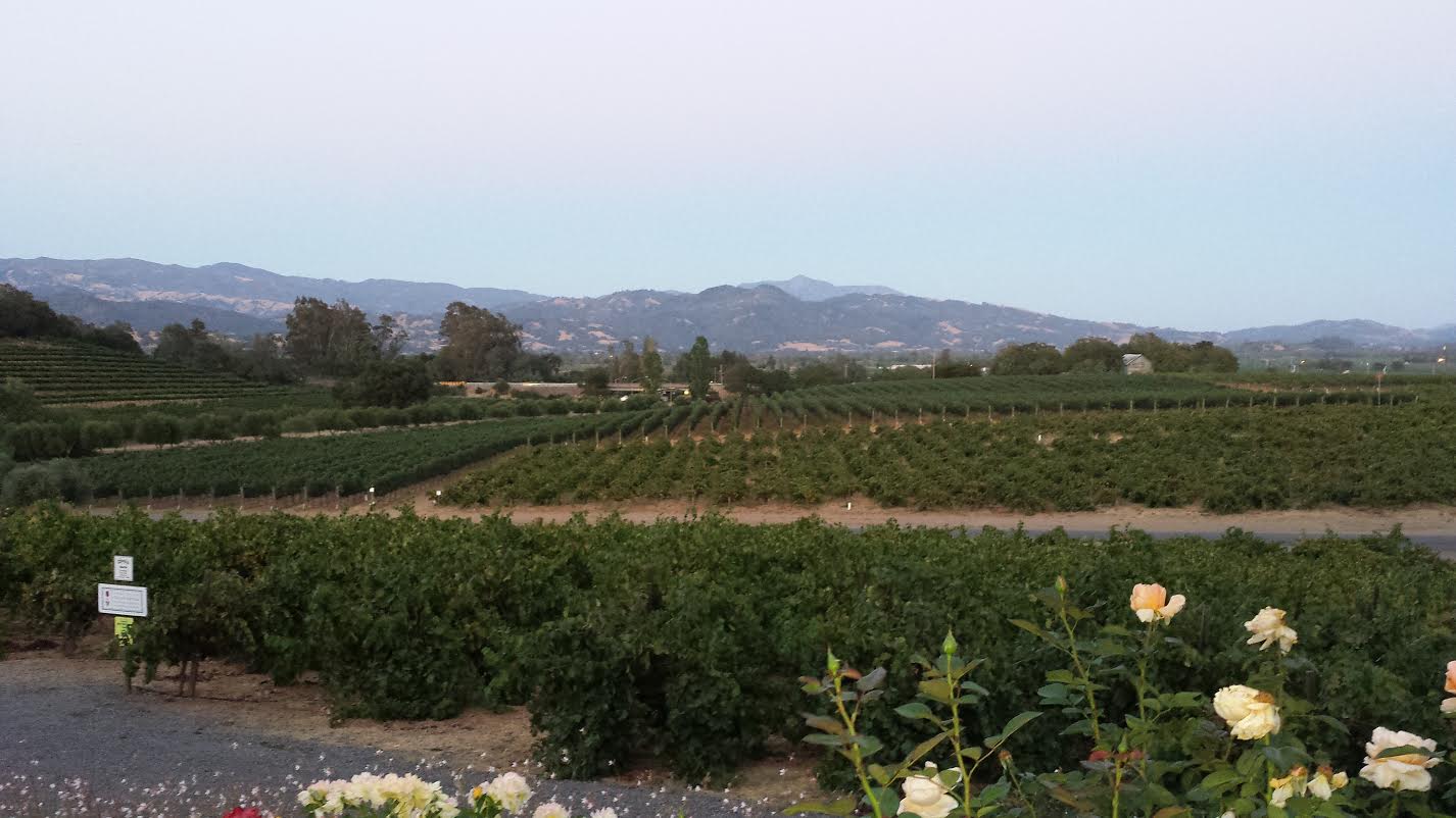 A View of the Vineyards at Francis Ford Coppola Winery