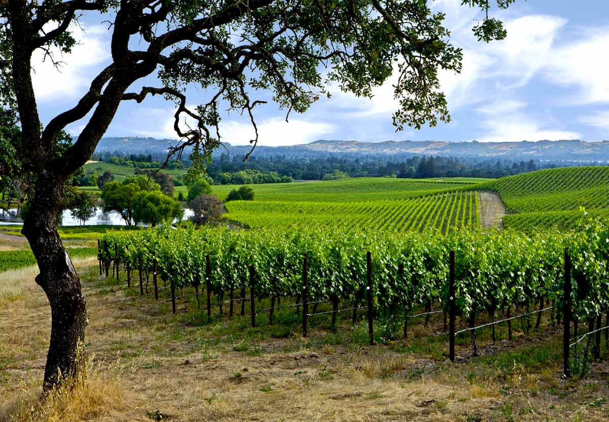 New Year's Eve Day in Napa & Sonoma
