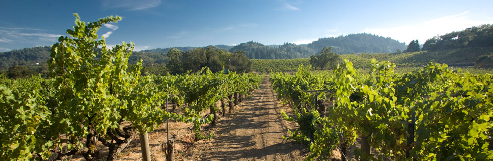 Quivira vineyards